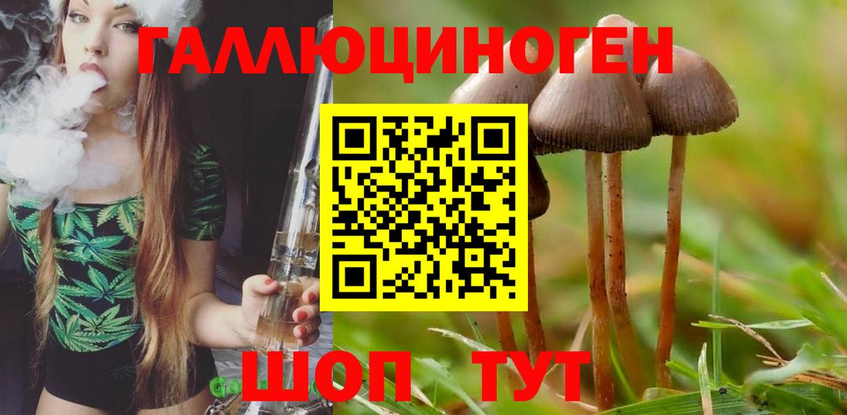 Псилоцибиновые грибы прущие грибы Сочи